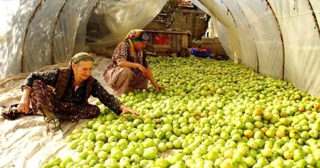 Kırağı vurdu, gök domates seraya taşındı Manisa Haberleri