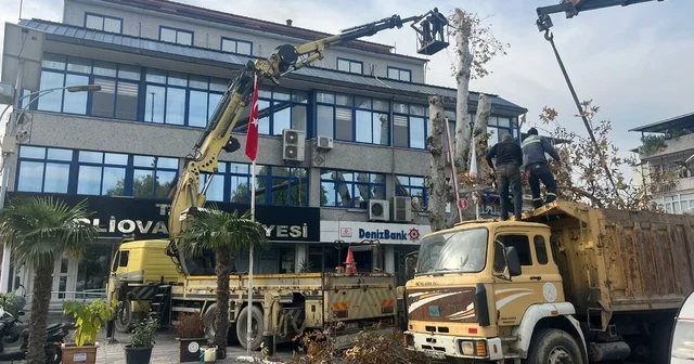 Yaşı 200 e yaklaşan çınar ağacı budandı Aydın Haberleri