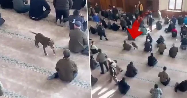 Camiye pitbull girdi! Vatandaşlar büyük korku yaşadı!