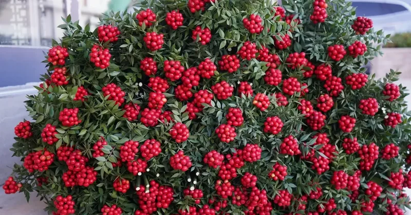 Kokina fiyatları cep yakıyor! Rivayete göre kim 1 yıl saklarsa...