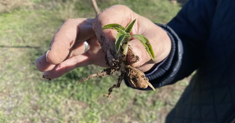 Nesli tükenme tehlikesi altında olan salep Eskişehir de yeniden hayat buluyor