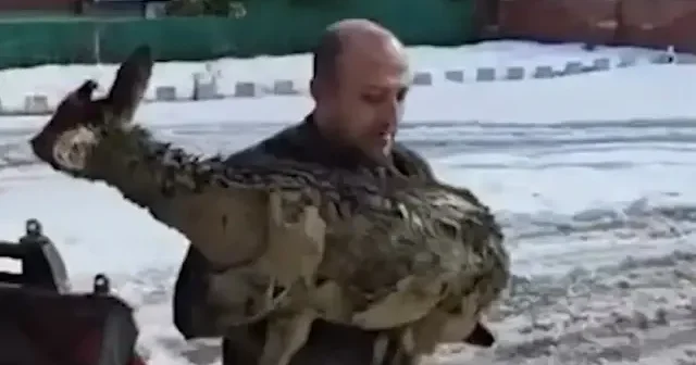 Kastamonu da karaca çamura saplandı: Ekipler seferber oldu VİDEO İZLE