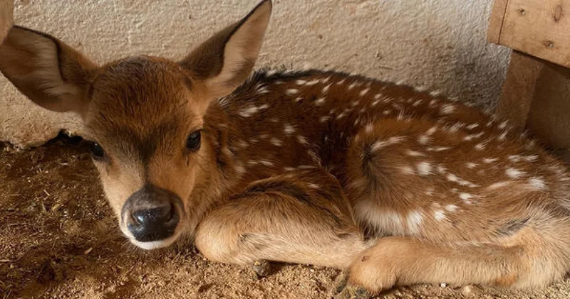 Doğal yaşam parkının ilk yavrusu aksis geyiği