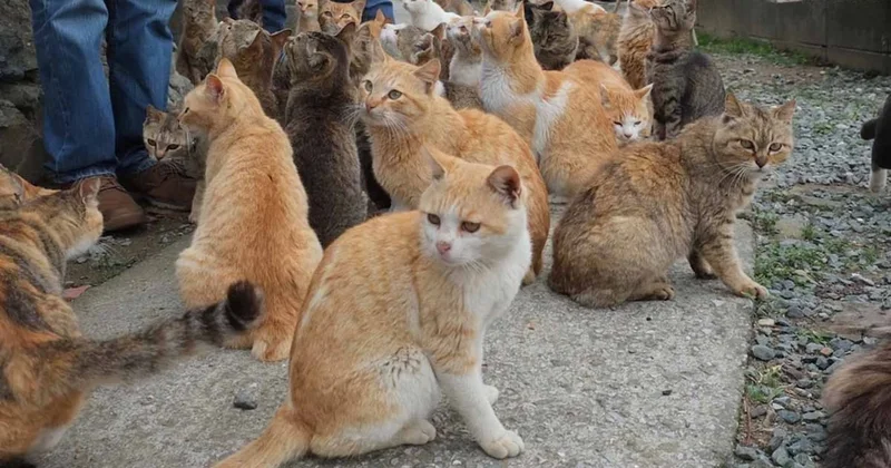 131 kedi adadan gidince mucize gerçekleşti Sözcü Gazetesi