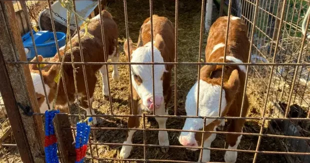 Edirne haberleri Edirne de tek doğumda üç bayram sevinci yaşayan besiciye bir müjde daha 21 Ocak 2026