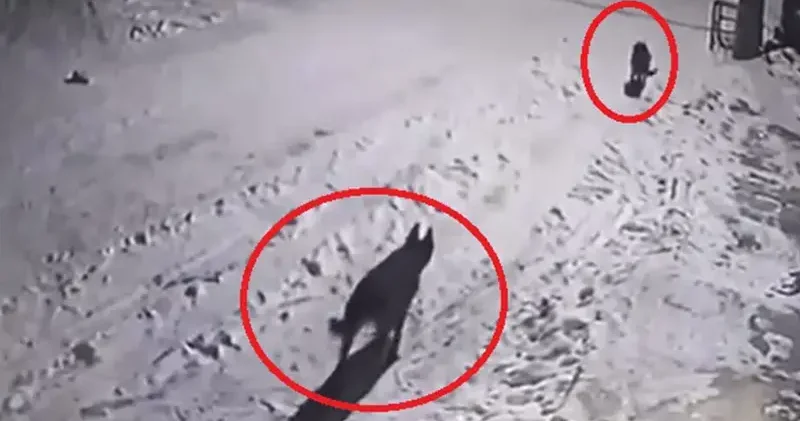 Mahalleye inen kurtları, elinde çaydanlıkla koşarak uzaklaştırdı