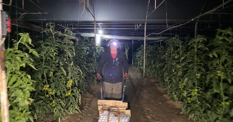 Her gece aynı saatte seralarda nöbet tutuyorlar Sözcü Gazetesi