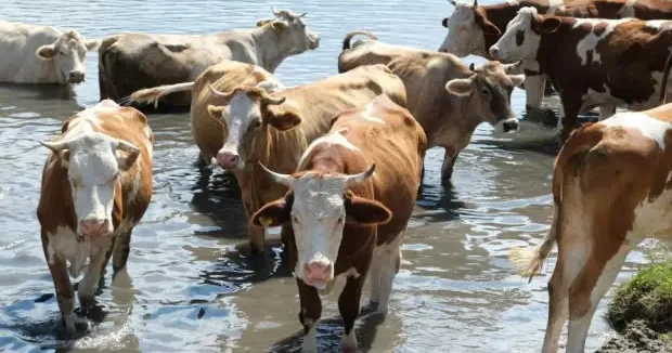 Eskişehir haberleri Eskişehir de 22 büyükbaş hayvanını satan besici dolandırıldı! İşte akılalmaz yöntem 21 Ocak 2026