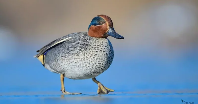 Çanakkale’de kış ortası su kuşu sayımları