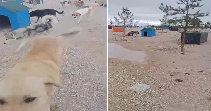 Eskişehir de barınakta aç kalan köpeklerin, başka köpeği yediği iddiası! Soruşturma başlatıldı