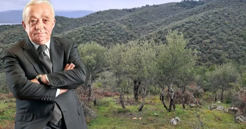 Cengiz, Sinop’ta tam 224 bin ağaç kesecek! Sözcü Gazetesi