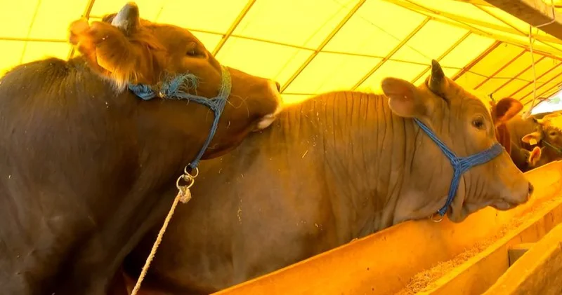 Sahte parayla hayvan alımı iddiası! Son dakika haberleri