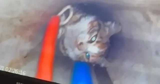 Sondaj kuyusuna düşen yavru kedi iki saatlik çalışmayla kurtarıldı VİDEO İZLE