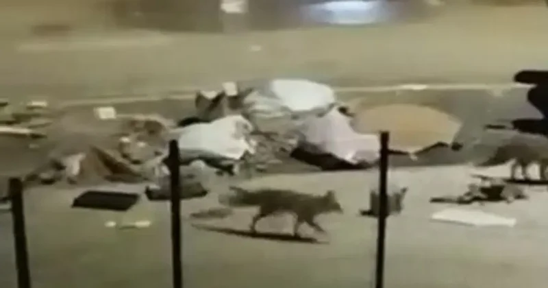 Aç kalan tilkiler yerleşim yerlerine indi