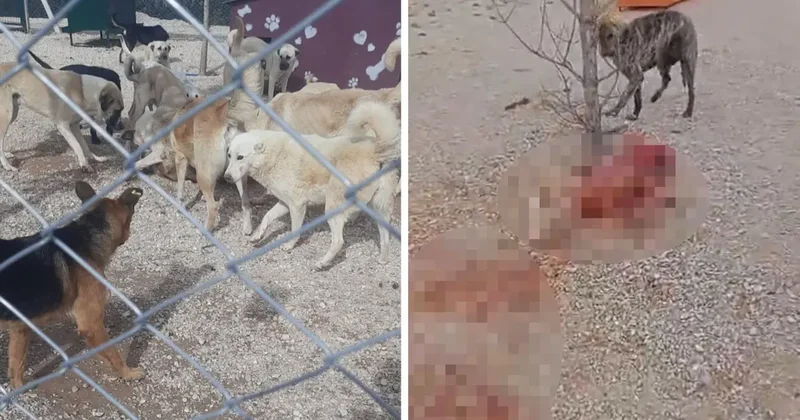 Barınakta aç ve susuz bırakılan köpeklerin birbirini parçaladığı iddiası