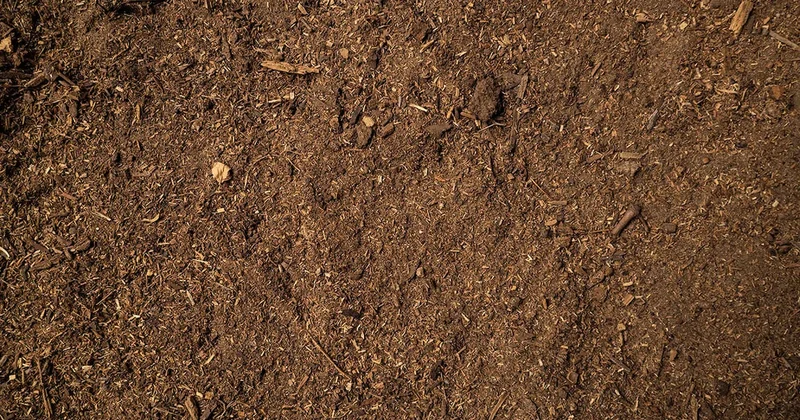 Elektrik üreten hayvan bulundu: Saniyede 1.000 kez dönüyor Sözcü Gazetesi