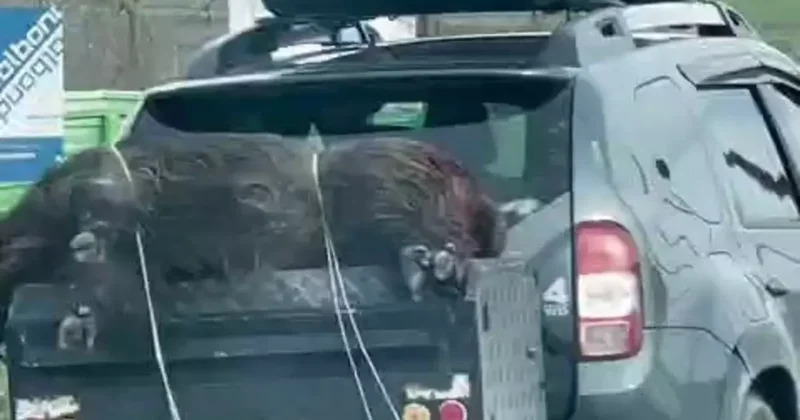 Ölü domuzu aracın arkasında taşıdılar