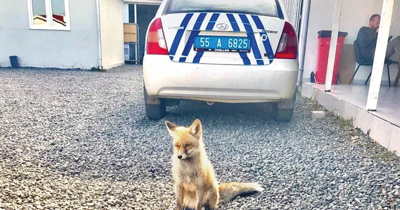 Yavru tilki polislerle dost oldu... Poligonun ‘Barut’u