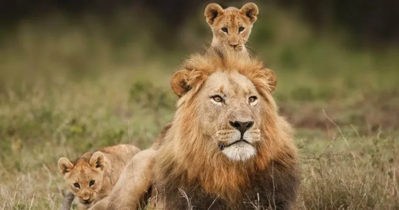 Tarihte İlk kez kullanıldı: Öldürülen aslan davasında sıradışı kanıt