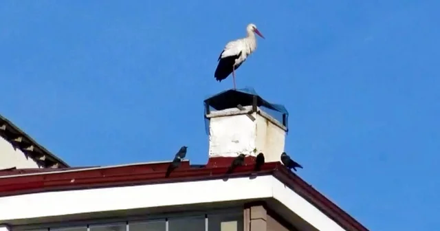 Ardahan da baharın müjdecisi leylekler erken geldi Ardahan Haberleri