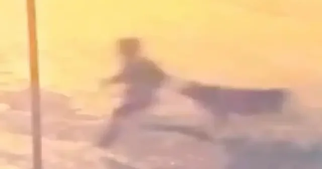 Sahipsiz köpekler 10 yaşındaki çocuğa saldırdı: Yardıma esnaf koştu VİDEO İZLE