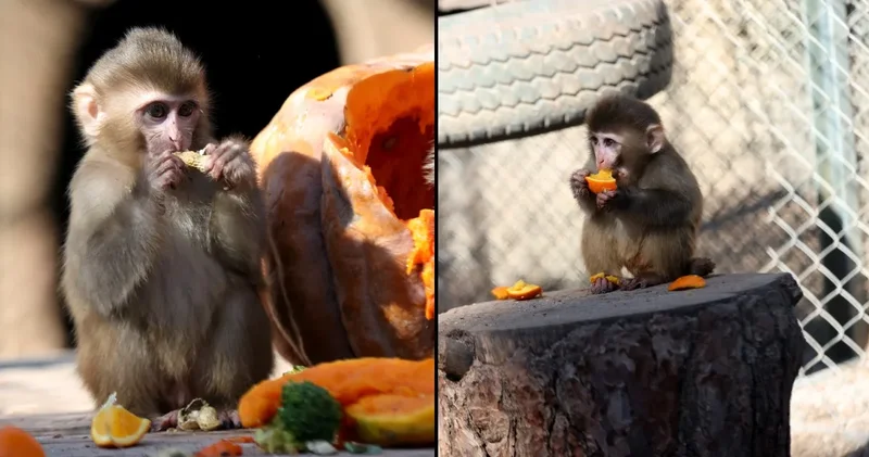 Kaçak getirildi şimdi ailesi var: Portakal sahiplenildi