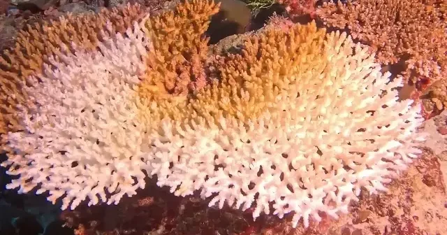 Maldivler’de alarm: Isınan denizler mercan resiflerini beyaza gömüyor VİDEO İZLE