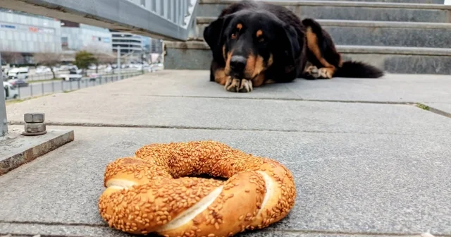 Samsun da 1 yılda 60 bin hayvana çip takıldı Samsun Haberleri