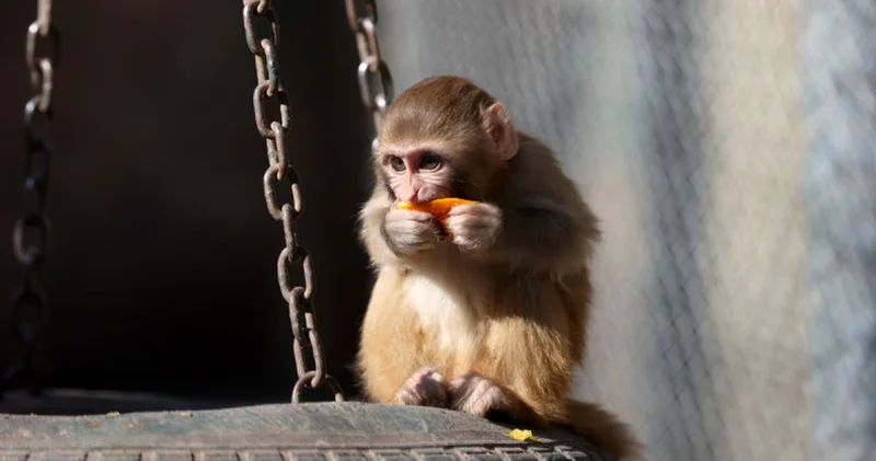 Oyuşturucu operasyonunda kurtarıldı! Portakal yetimler barınağı nda