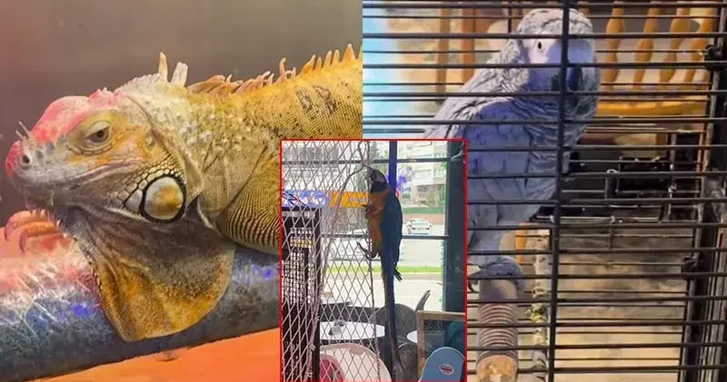 DKMP, CİTES kapsamındaki 3 hayvana el koydu