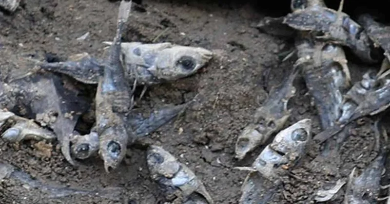 Kanal kurutuldu, yüzlerce balık sefil ölümle can verdi: Şirket buzun altında saklandılar dedi Sözcü Gazetesi
