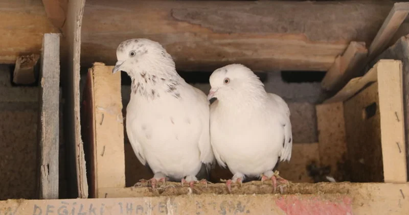 Evinin damında 3 ırktan 50 güvercin besliyor