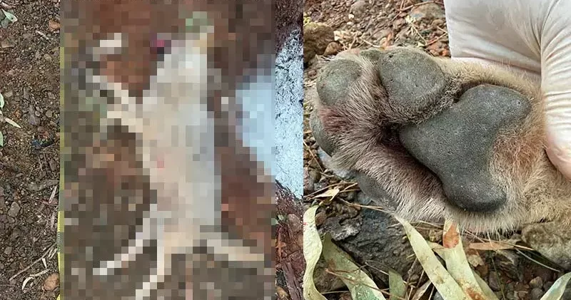 Fethiye de aracın çarpması sonucu ölen kurt, TÜBİTAK projesine ışık tutacak