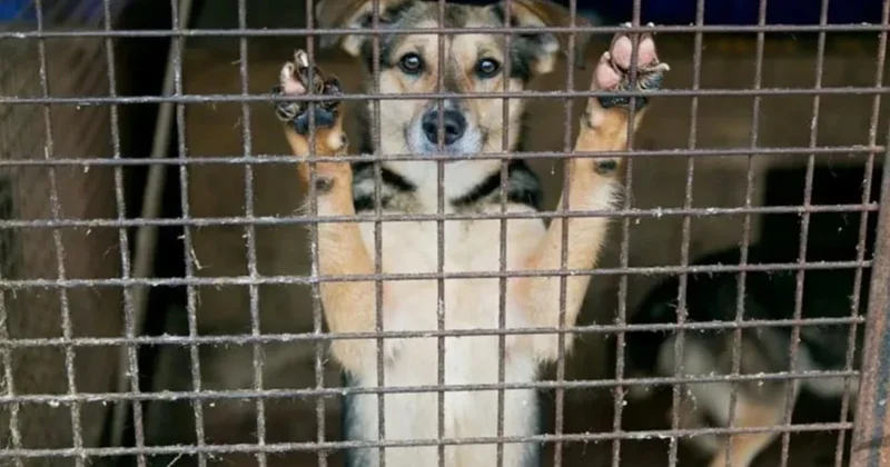 Şanlıurfa da bütün sokak hayvanları toplatıldı: Vali den Hedefe ulaşıldı açıklaması Sözcü Gazetesi