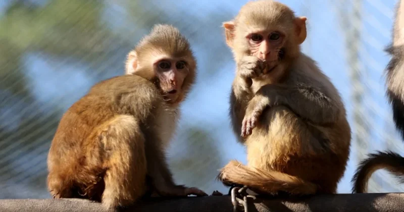 Uyuşturucu şüphelilerinin elinden kurtarılan maymun yavrusu Portakal yetimler barınağı na yerleştirildi Sözcü Gazetesi