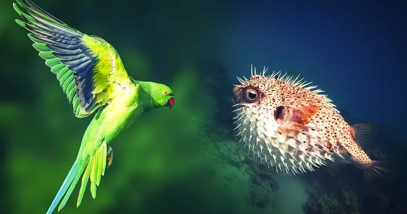 Türkiye de istilacı türlere karşı yeni dönem