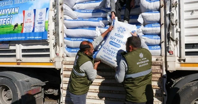 Büyükşehir in üreticilere yem desteği devam ediyor Muhtar Menderes: Özlem başkanımız daima üreticilerimizin yanında Aydın Haberleri