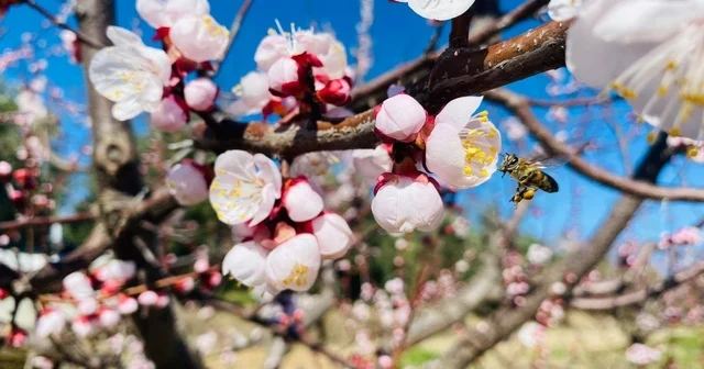 Salihli de sert çekirdekli meyveler için Monilya uyarısı Manisa Haberleri