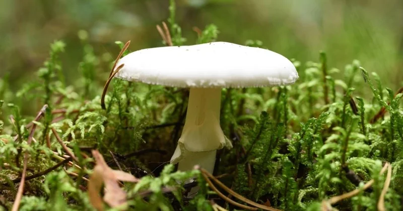 Dünyanın en zehirli mantarı daha ölümcül olmaya başladı