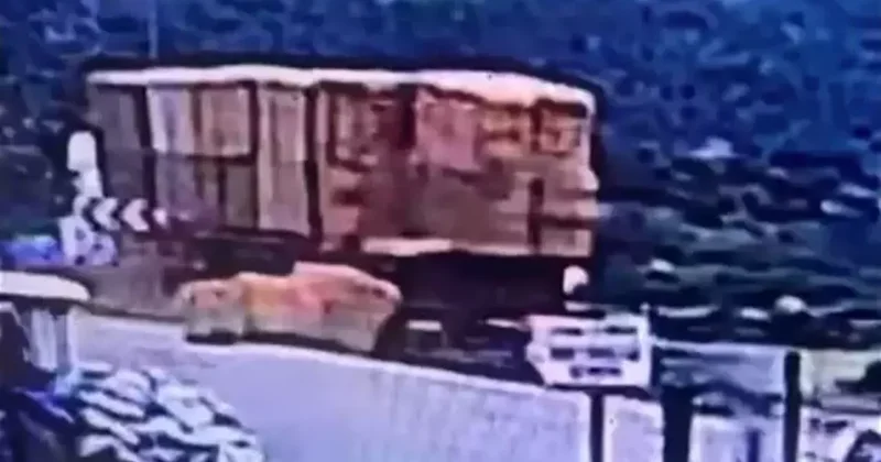 Ecel yolda yürüdüğü sırada yakaladı! Ölüm anı kamerada