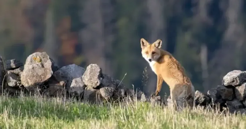 Bakanlık devrede! Yeni önlemler alınacak