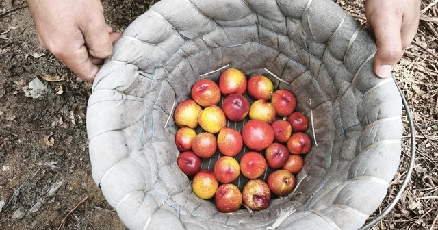 Mersin de erkenci nektarin hasadı sürüyor; kilosu 500 TL den alıcı buluyor Mersin Haberleri