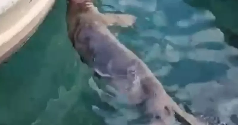 Akyarlar’da yavru Akdeniz foku ilgi odağı oldu