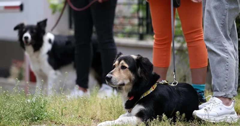 Yaptığı işten ayda 150 bin TL kazanıyor: Gideri yok, kazancı cebine kalıyor Sözcü Gazetesi