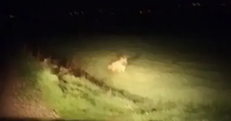 Gece yarısı ortaya çıktı: Bir anda gözden kayboldu Aktüel Haberleri