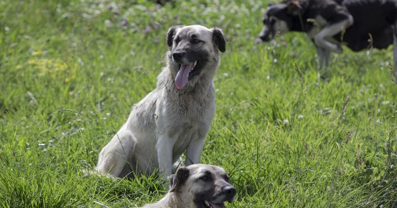 Kayseri’de sahipsiz köpek 3 yaşındaki çocuğu yaraladı
