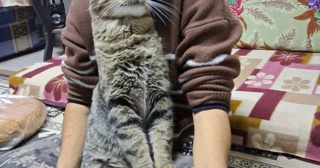 Yeğenini bıçaklayıp öldürdü, araya giren kardeşi ile damadını ağır yaraladı Bursa Haberleri