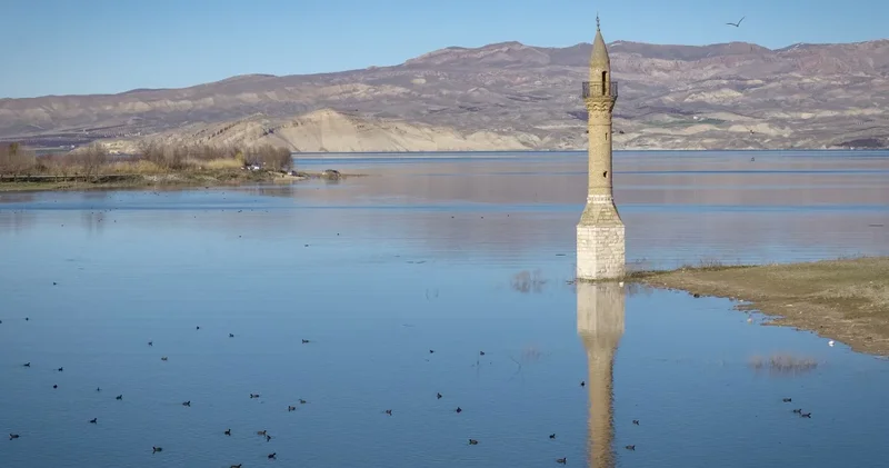 Geçen yıl hayvanlar yürüyordu: Şimdi balıklar yüzüyor