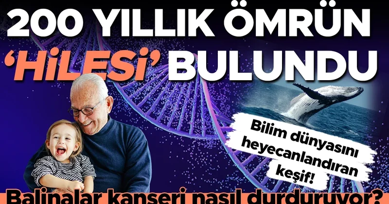 İnsan ömrü 200 yıla çıkabilir mi? Cevap balinaların DNA’sında!