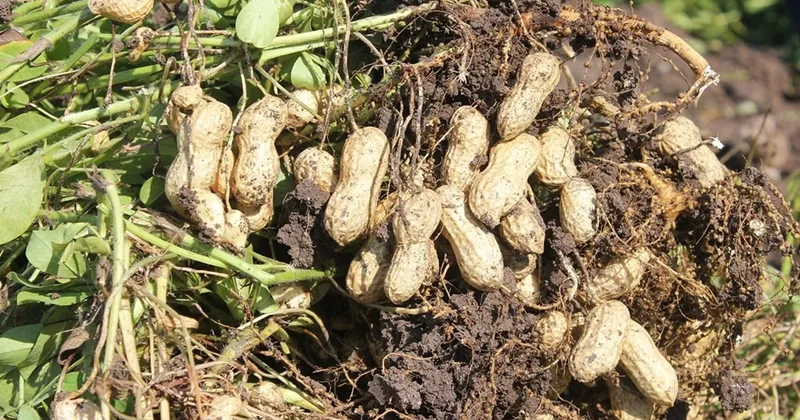 Yer fıstığının kabuğundaki mucize